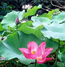 中州花藝景觀工程 設計與施工的藝術融合